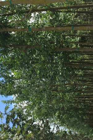 Amerikan dışbudağı (Fraxinus Americana)