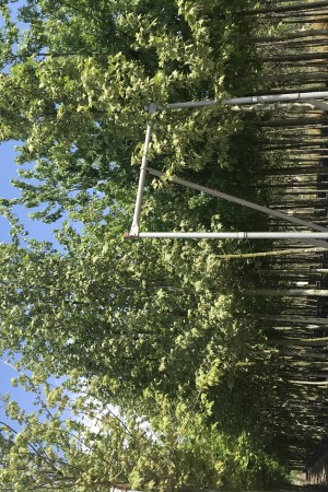 Şeker Akçaağacı (Acer Saccharinum)