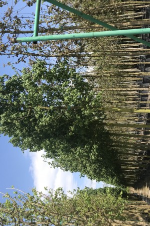 Aşılı Ova Akçaağacı - (Acer campestre 'Elsrijk')