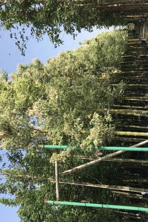 Alacalı Dişbudak Yap. Akçaağaç  (Acer Negundo 'Flamingo')