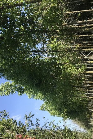 Dışbudak Yap.Akçaağaç (Acer Negundo)